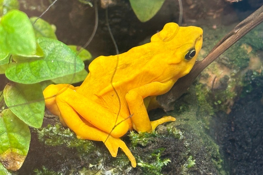 A yellow frog on a tree branch.