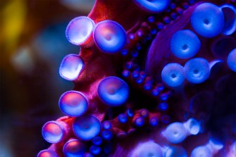 Octopus tentacles suctioned to glass.