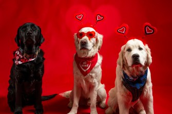 Three dogs sit against a red backdrop, wearing festive Valentine’s Day accessories.