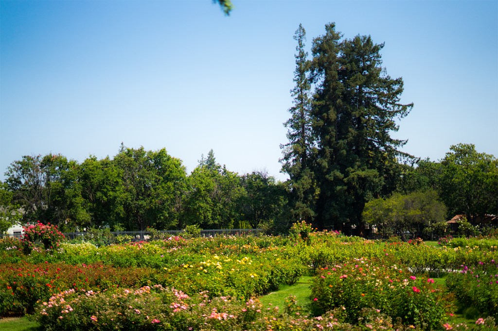 A garden of roses in San Jose, California.