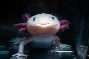 An axolotl seen from the front. It looks like a pale salamander with feathery gills sticking out from the side of its head.