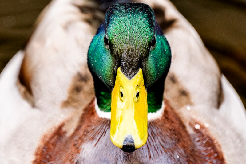 A male mallard duck.