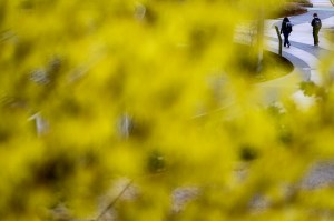 Two people walk along a curved path outdoors, partially obscured by blurred blooming flowers in the foreground.