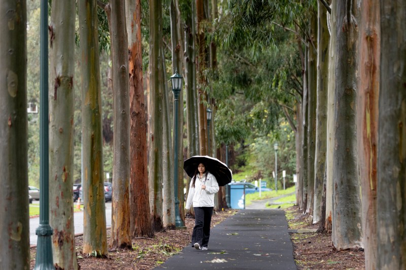 A person walks along a tree-lined path on a cloudy day, carrying an umbrella.