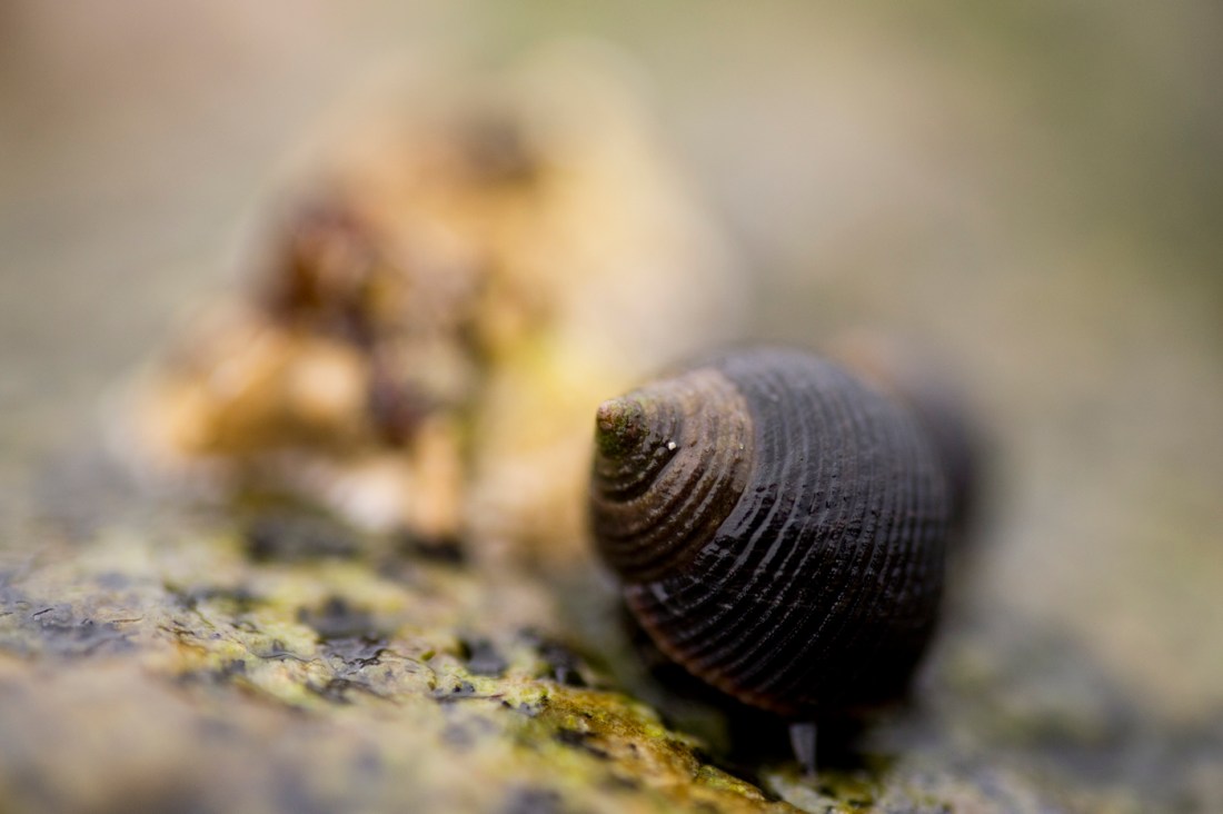 A sea snail. 