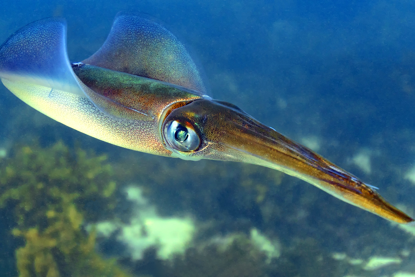 Why Squid Are Some of Nature’s