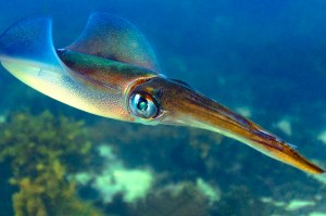 A baby calamari squid in the ocean.