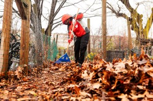 A Northeastern community member raking leaves.