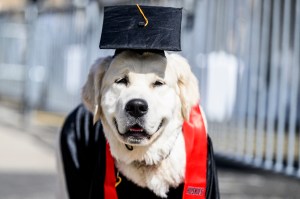 A dog wearing a graduation cap and gown poses outdoors, looking directly at the camera with a calm expression.