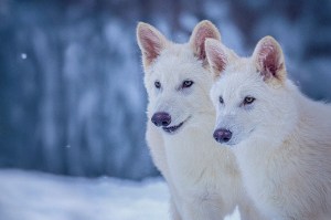 Two white wolves on a snowy background.