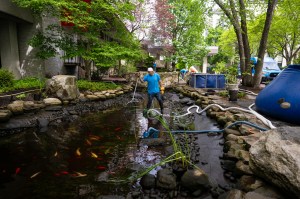 A person stands in a shallow pond surrounded by rocks and trees, using equipment to clean the water while colorful fish swim nearby.