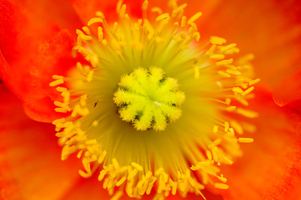 A close-up view of a flower reveals intricate patterns and textures in vibrant yellow and orange tones.
