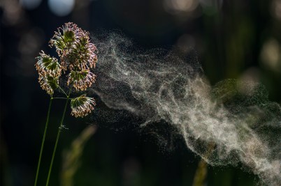 A cloud of pollen drifting off of a flower on a black background.