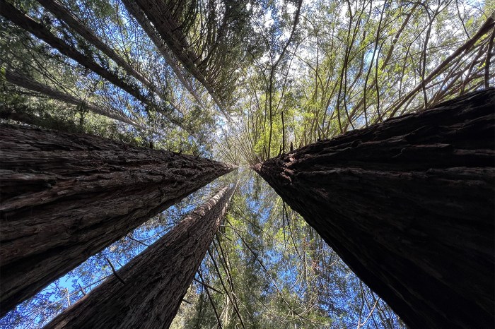 View up the trunks of large redwood trees in Oakland.