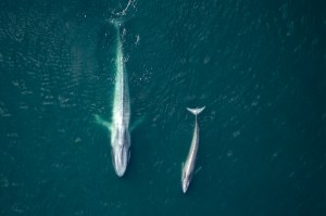 A mother whale and her calf swimming in the ocean, seen from above.