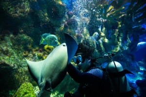 A student scuba dives in a large tank while feeding a fish.