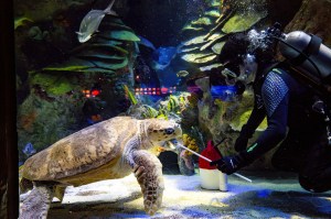 A diver in full diving gear seen through the glass of a tank at the aquarium as he feeds the sea turtle from underwater.