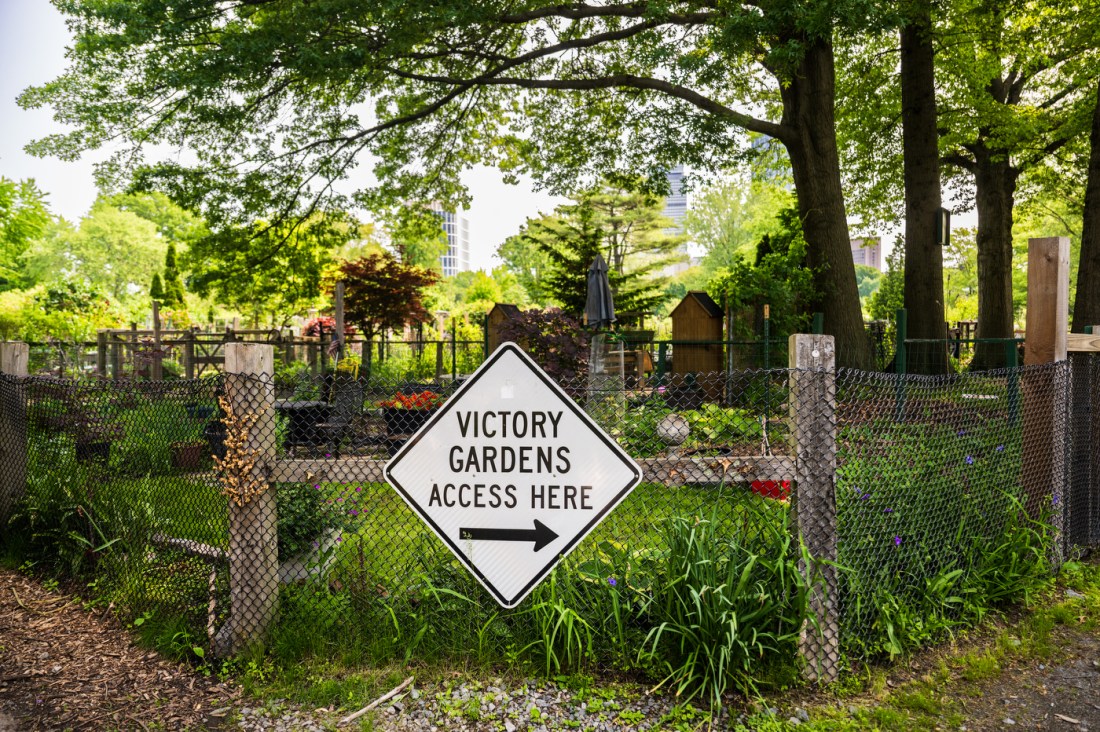 A white diamond shaped sign that says 'Victory Gardens access here' with an arrow pointing to the right hanging on a chain link fence around a lush green garden.