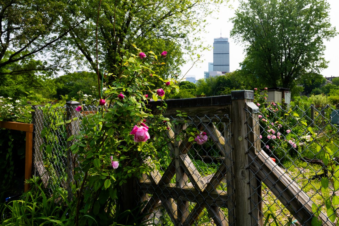 Rose bushes growing on a chain link fence next to a wooden gate. In the background is Boston's Prudential Tower building.