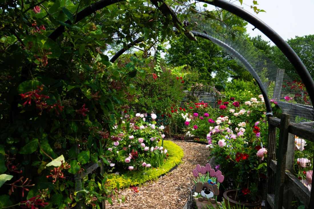 A pathway under curved trellises with rose bushes growing on them that leads further into an outdoor rose garden.
