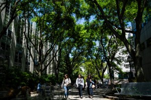People walk along a tree-lined path on a sunny day.