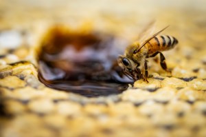 A close-up of a honeybee drinking from a cell on a honeycomb surface.