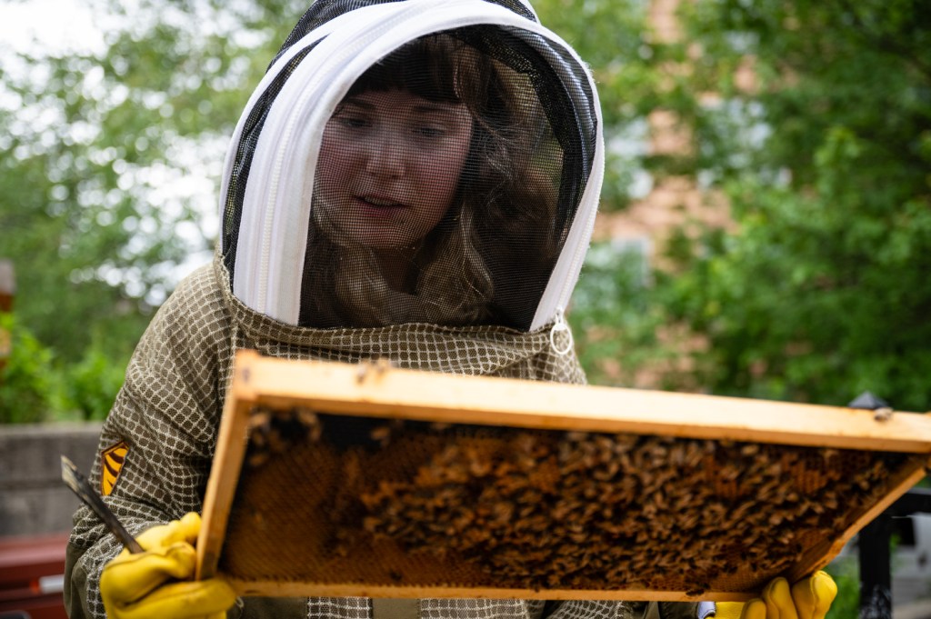 A person in protective gear closely examines a wooden frame covered in bees outdoors.