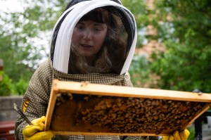 A person in protective gear closely examines a wooden frame covered in bees outdoors.