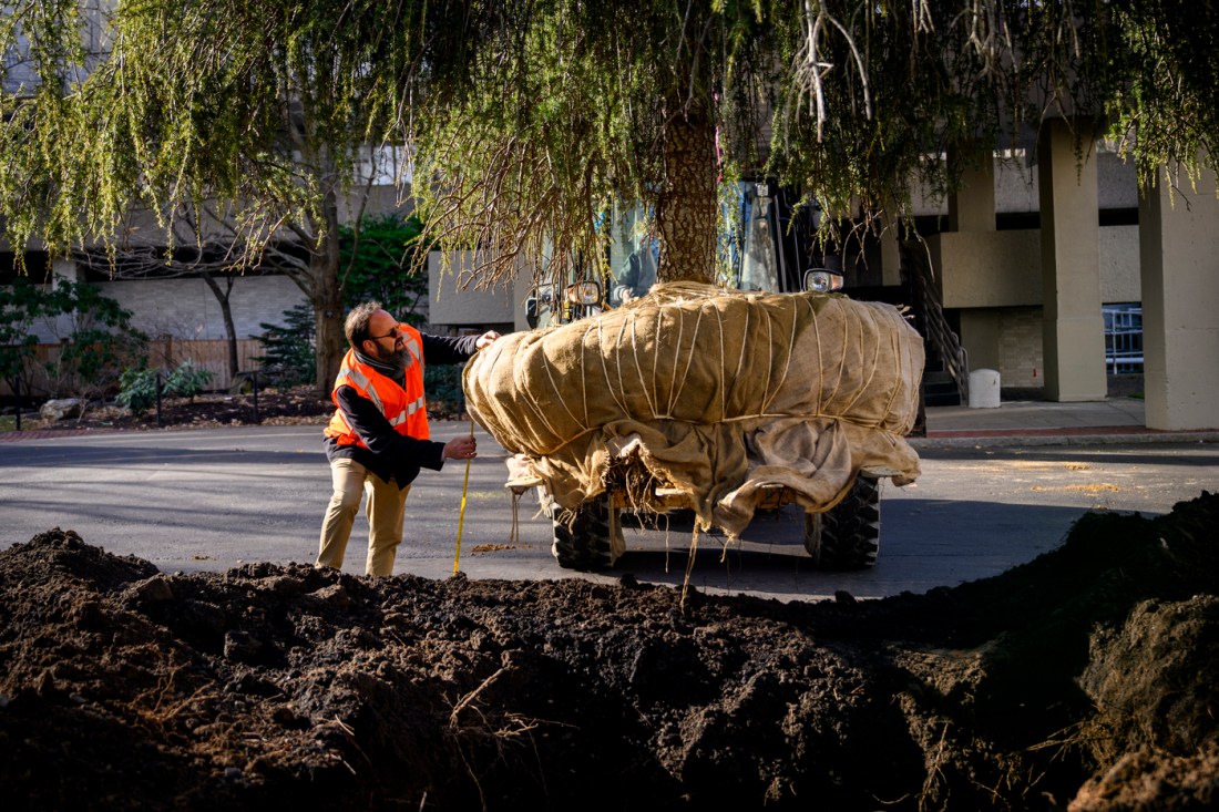 A person in a safety vest inspects a large, wrapped tree being moved near a campus building during a landscaping project.