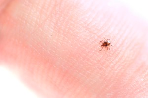 A tiny insect crawls on human skin.