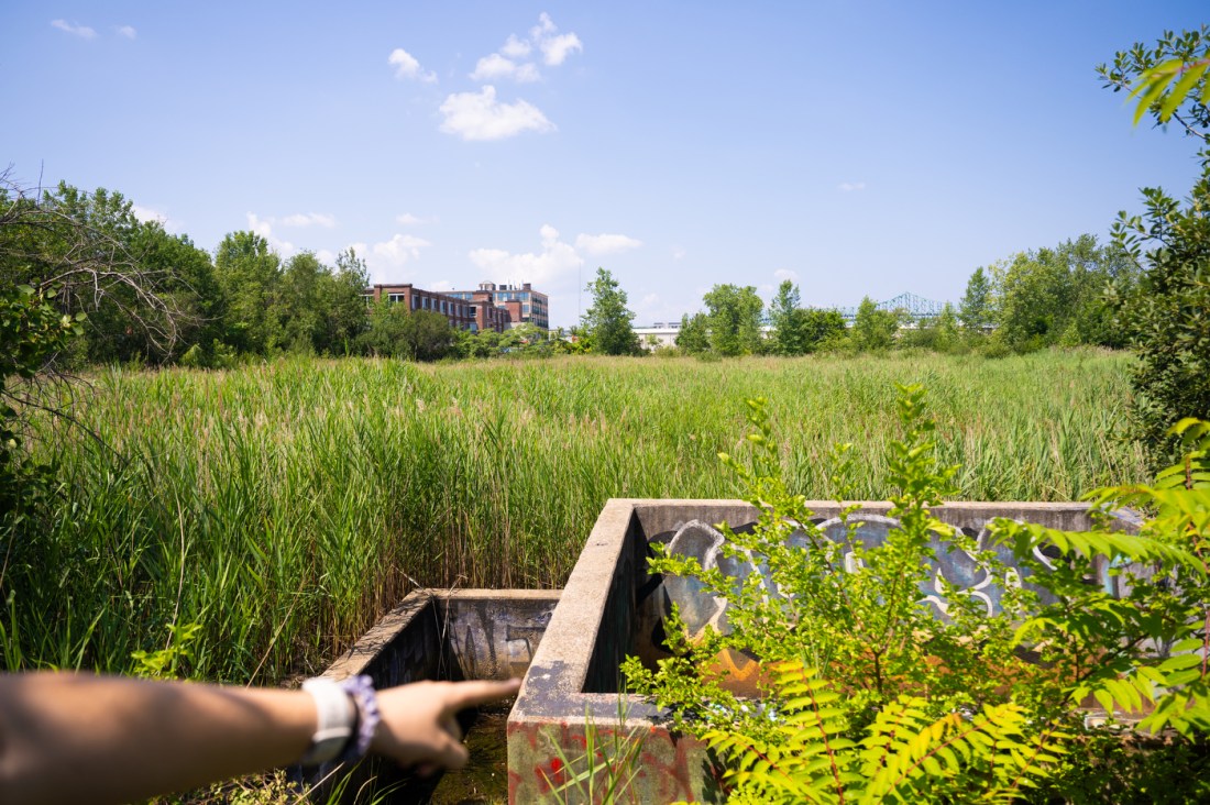 A wide view of a lush, green wetland in East Boston, filled with tall phragmites reeds under a clear blue sky. In the foreground, a person points toward the field from behind a concrete structure covered in graffiti. A red-brick building and distant bridge are visible on the horizon.