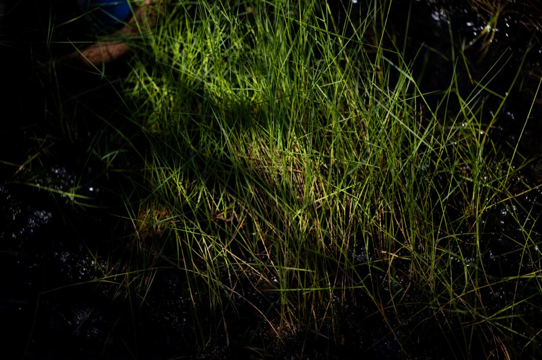 Close-up of bright green spartina grass sprouting from dark, muddy soil in a Chelsea Creek drainage tank in East Boston. Thin blades crisscross in the sunlight, with part of a gloved hand visible in the upper left corner.