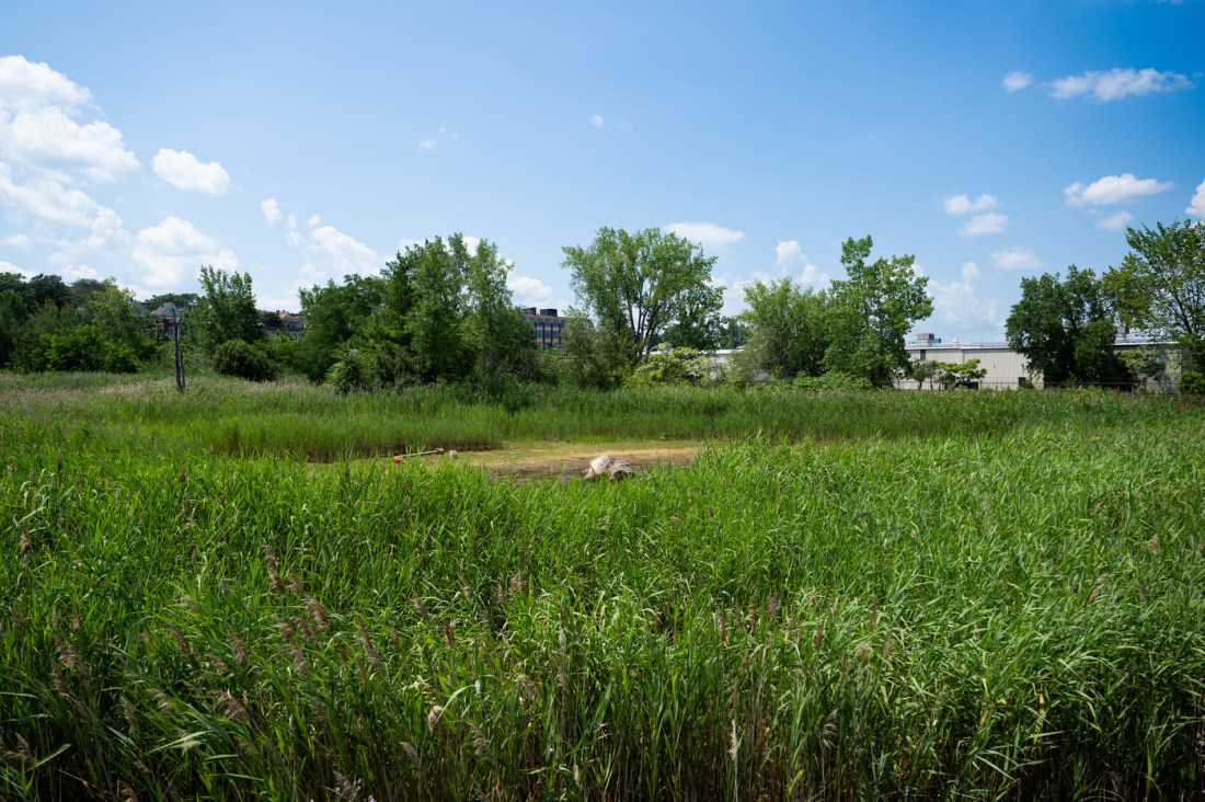 A wide view of a marshy field with tall green phragmites reeds in East Boston. The bright blue sky and scattered clouds stretch overhead. In the background, buildings peek through the trees. In the foreground, a small patch of brown land lies at the center of the dense greenery—part of a polluted site once used for oil storage.