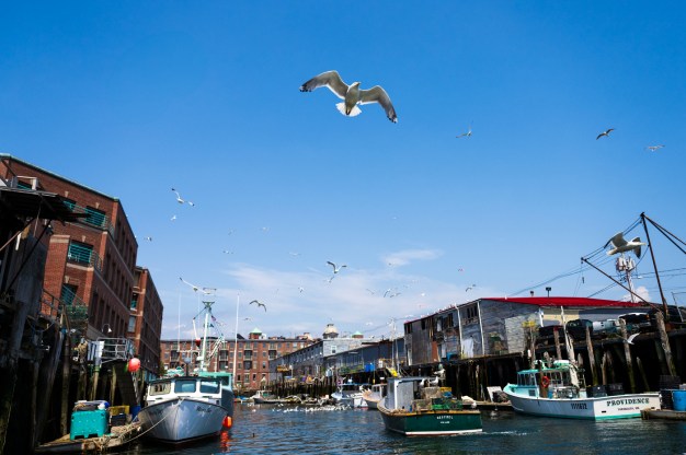 A seagull against a blue sky flies over a pier with boats on the water and buildings rising from the pier.