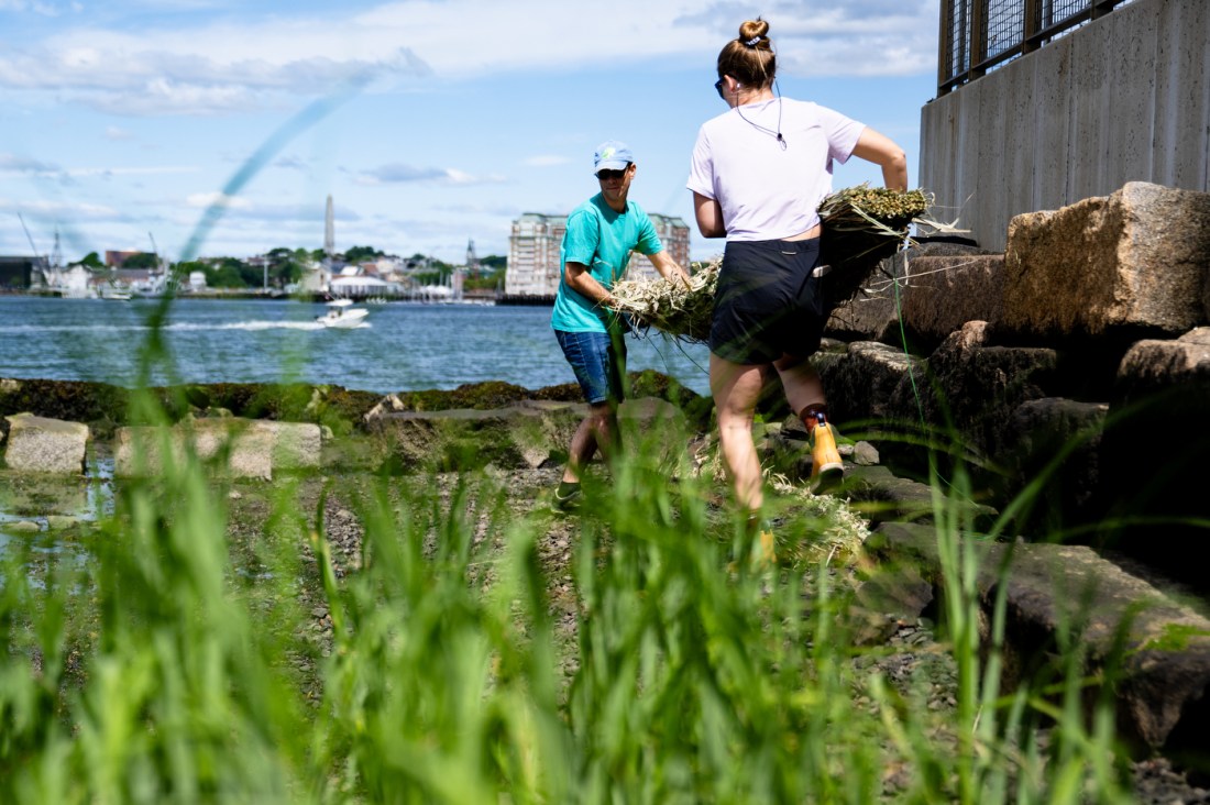 Two people walk along a rocky shoreline in East Boston carrying bundles of phragmites reeds for floating wetland prototypes. One wears a blue T-shirt and cap, the other wears a white shirt and black shorts. In the background, boats move across the harbor with city buildings and a tall monument visible under a partly cloudy sky.