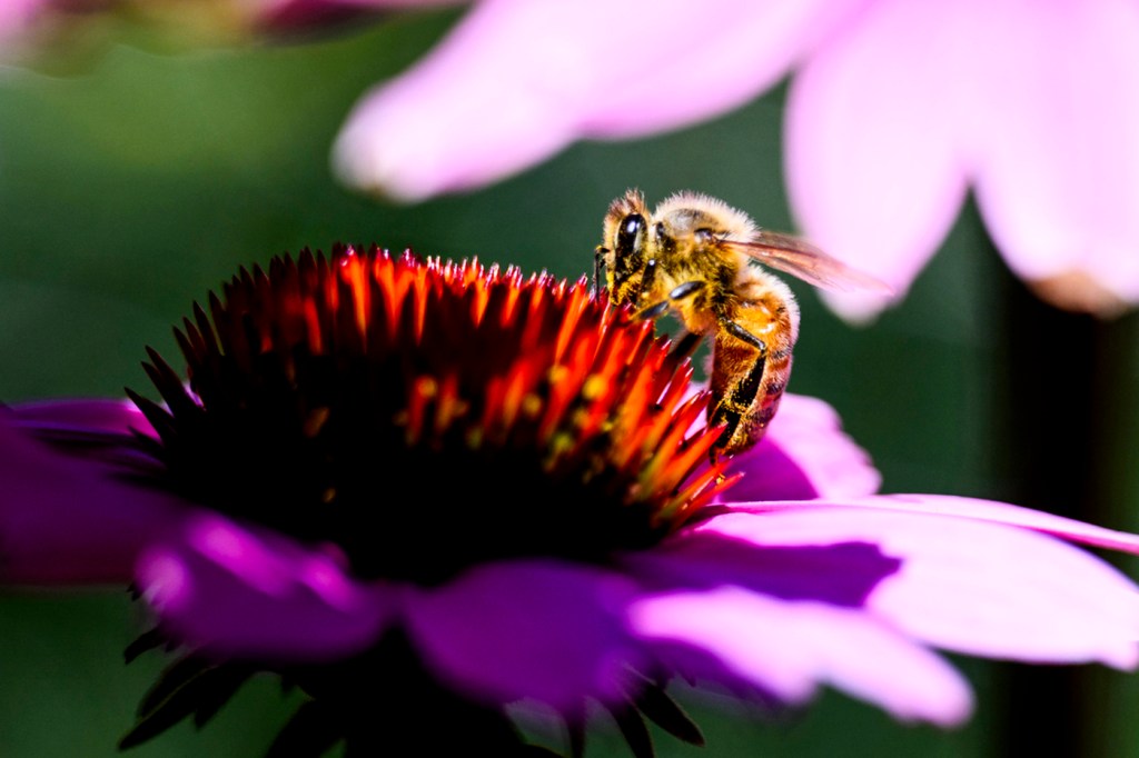 A close-up image of a honeybee pollinating a pink flower.