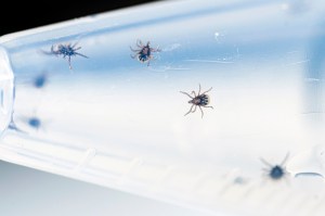 Deer ticks shown on a bright, transparent surface.