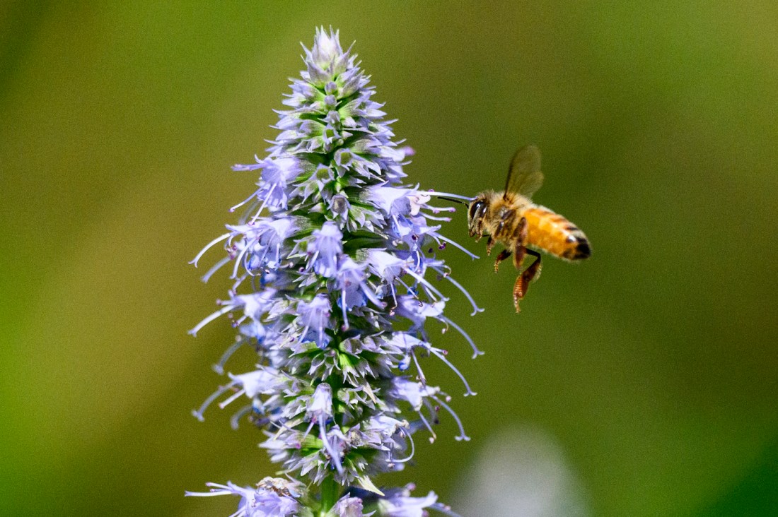 A honeybee hovers mid-air next to a vibrant purple flower, gathering nectar against a soft green background.