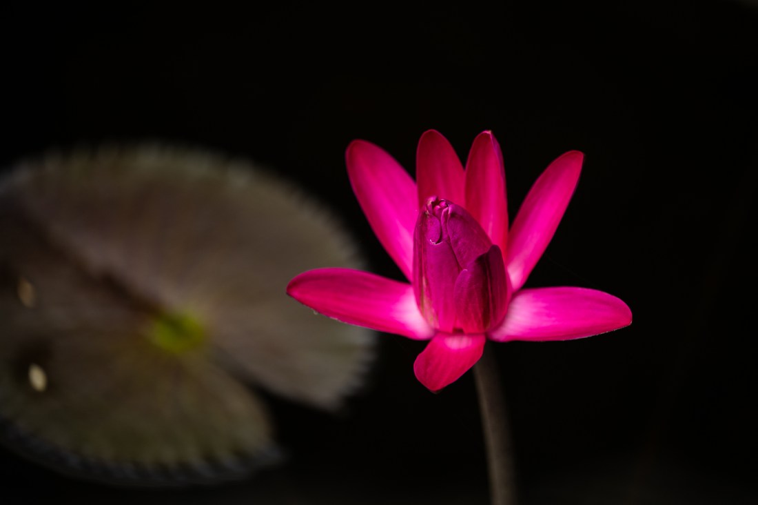 A vibrant magenta lily flower in mid-bloom emerges from the water in the Koi Pond at a Boston arboretum, dramatically lit against a dark background with a soft-focus lily pad behind it.
