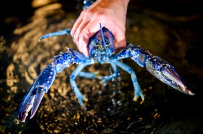 A hand holding a blue lobster.