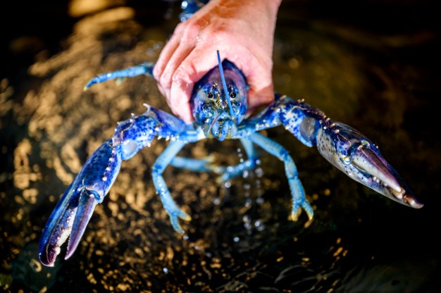 A hand holding a blue lobster.