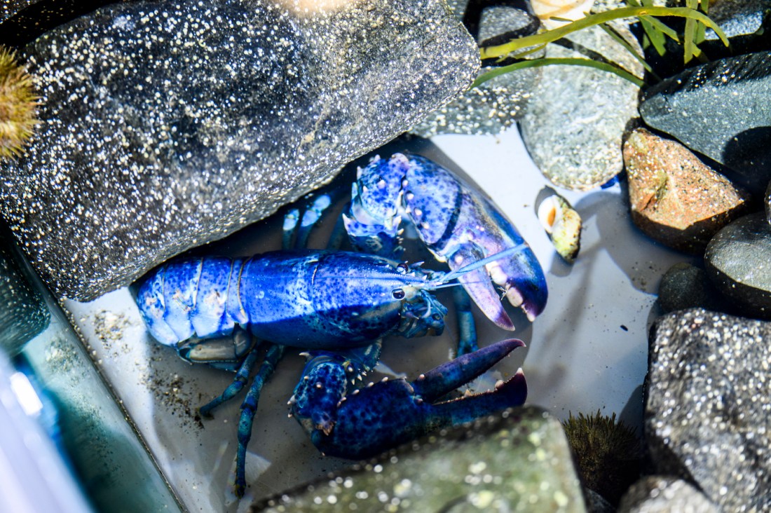 A blue lobster underwater in it's tank, seen from overhead.
