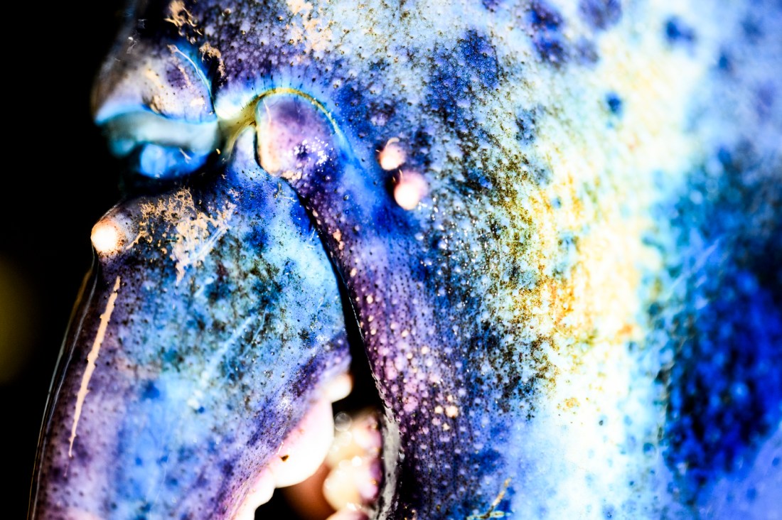 The claws of a blue lobster.