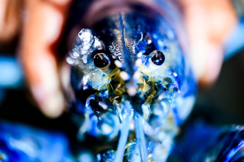 A close-up of a blue lobster's face.