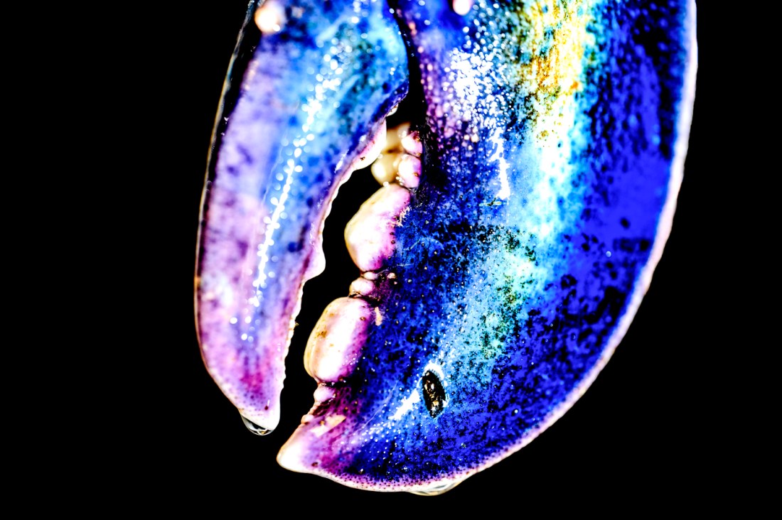 The claws of a blue lobster.