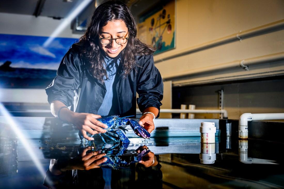 A person wearing glasses with their sleeves rolled up holding Neptune, the blue lobster.