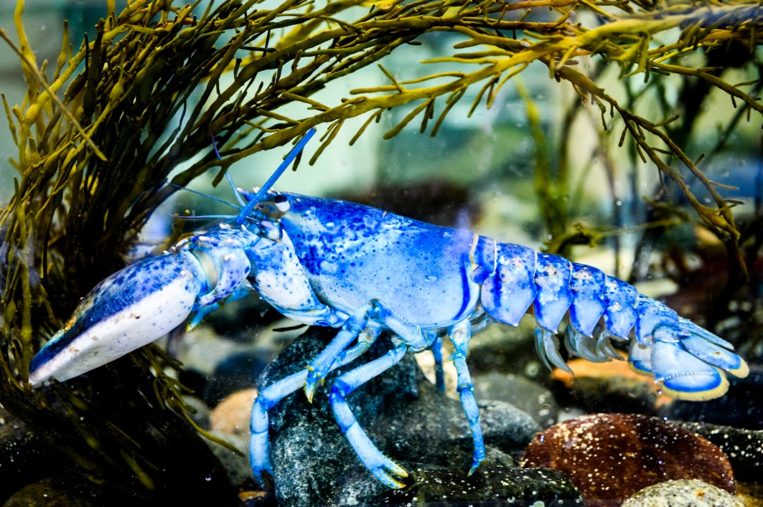 A blue lobster underwater in a tank.