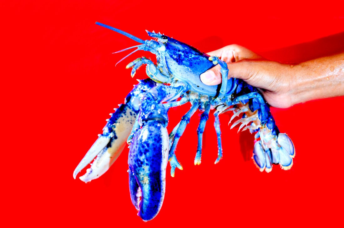 A hand holding a blue lobster up in front of a red background.