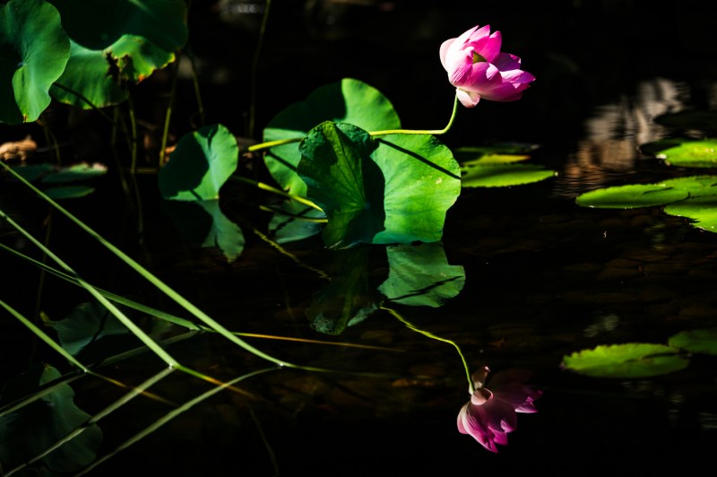 A lotus flower blooms in a koi pond.
