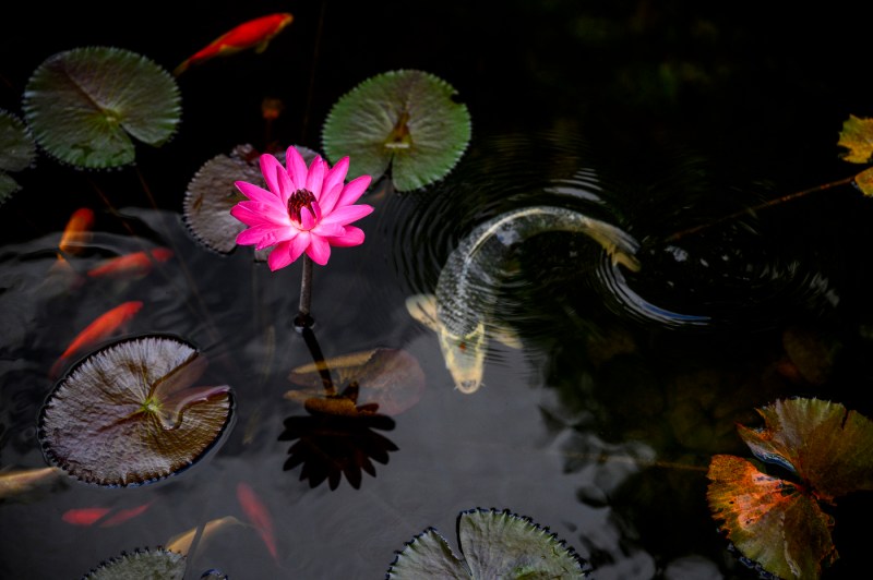 A koi fish swims near a lotus flower in a koi pond.
